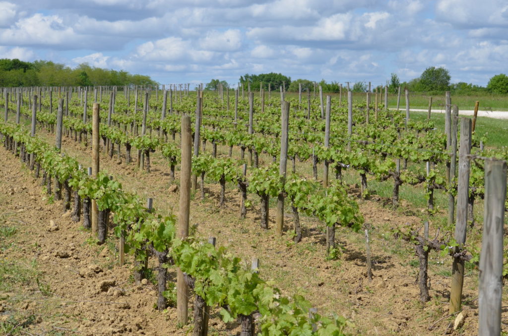 Chateau La Caderie Nos Vignes bios