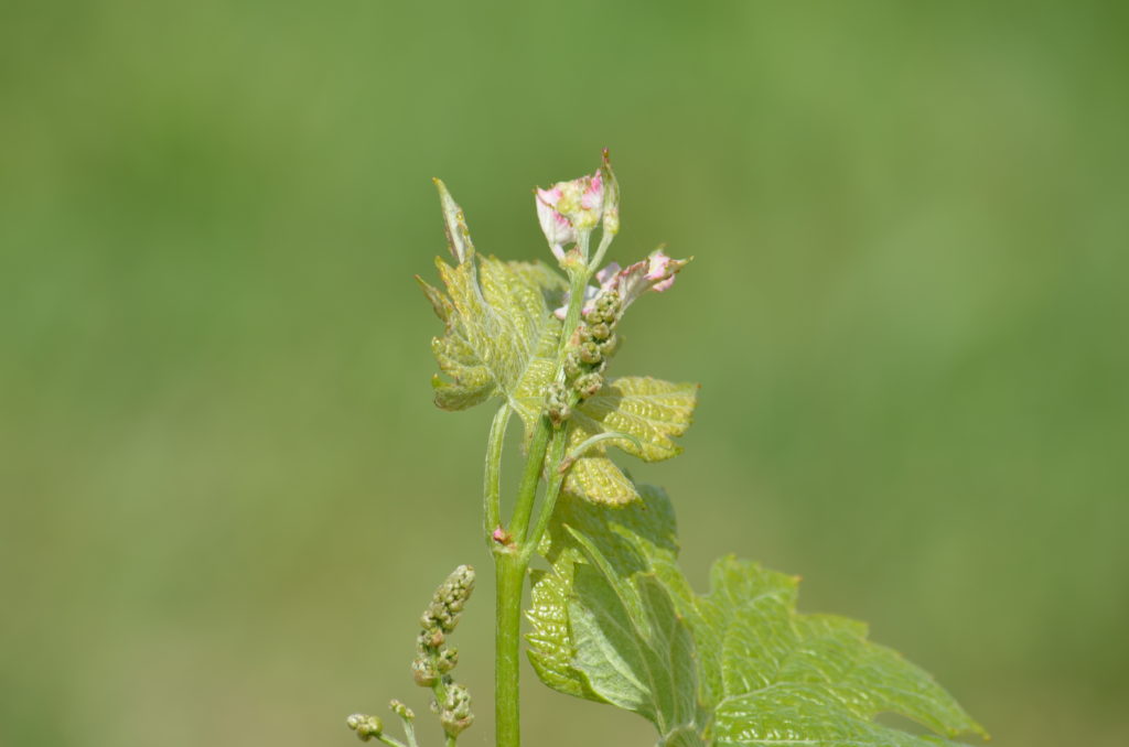 Chateau La Caderie - Bourgeon - Vins bios - Bordeaux