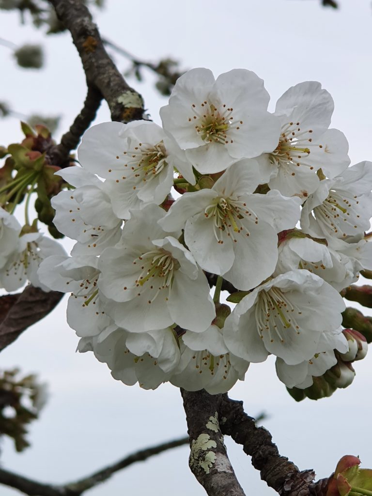 Chateau La Caderie - Cerisier - Vins bios - Bordeaux