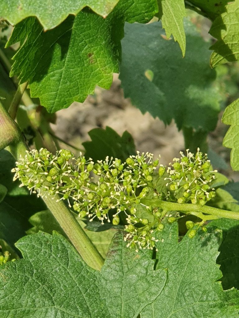 Chateau La Caderie - Vignes bios - Bordeaux