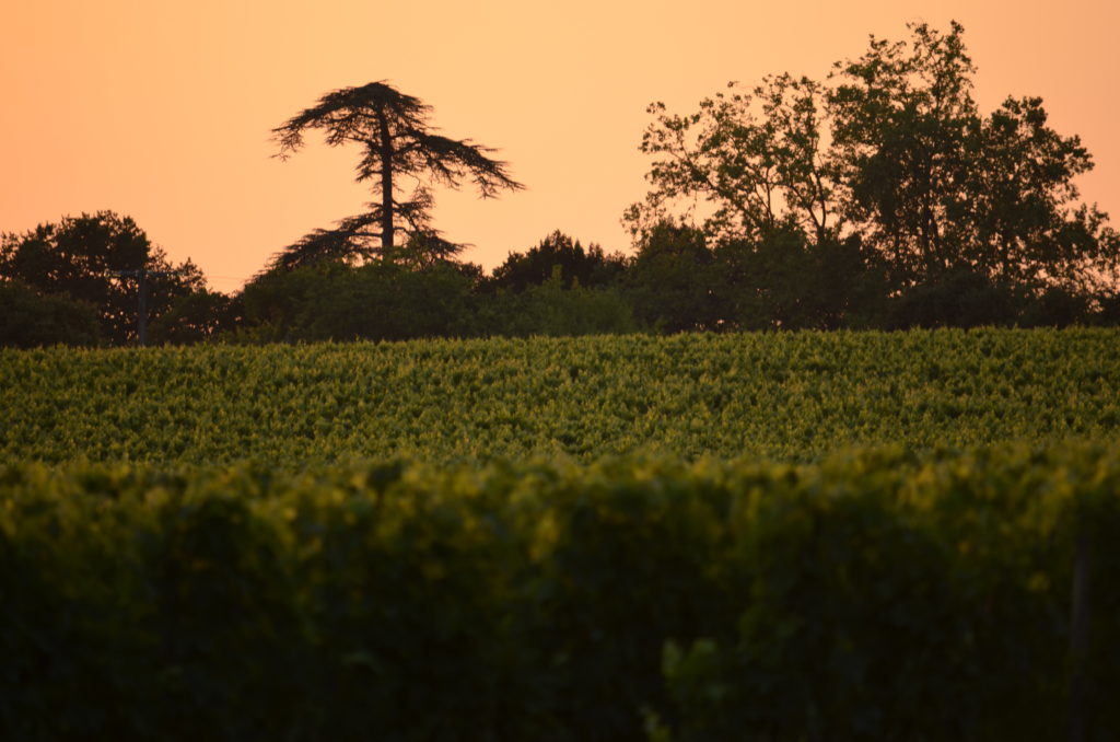 Chateau La Caderie - Vue propriété - Vins bios - Bordeaux